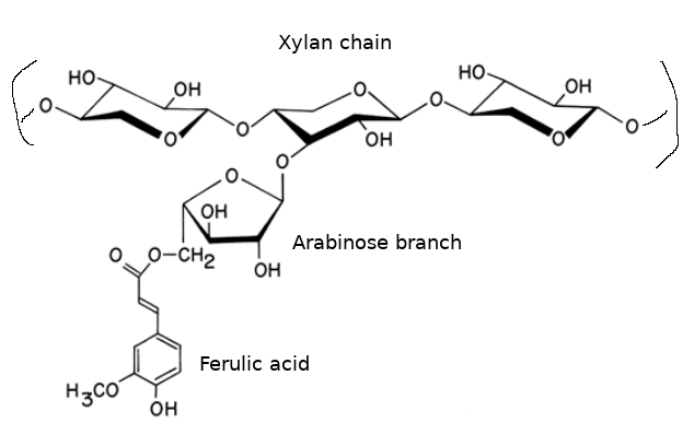 Arabinoxylan structure