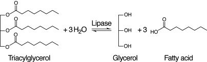 Degradation of triacylglycerol to free fatty acids by lipase