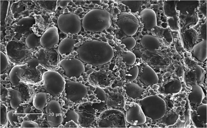 A scanning electron micrograph showing the large and small starch granules in barley. Photo from feedxl.com