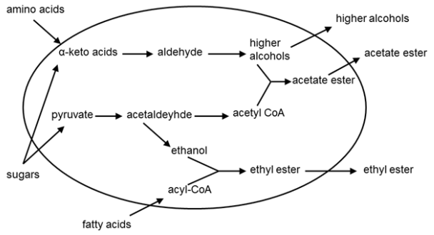 Yeast flavor compound production diagram